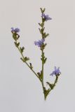 Cichorium intybus. Верхушка растения с соцветиями. Республика Молдова, пригород Кишинёва. 17 августа 2008 г.