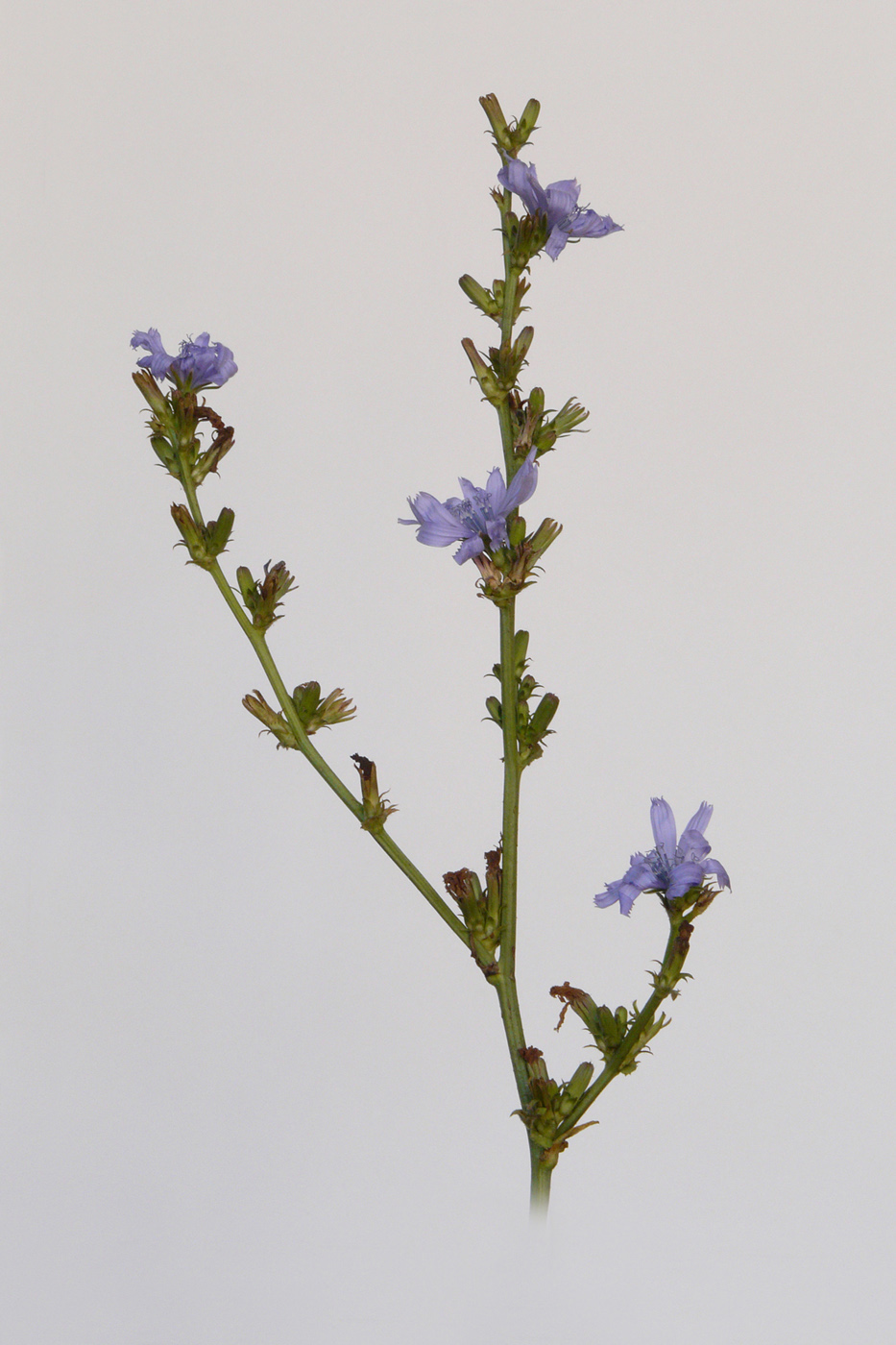 Image of Cichorium intybus specimen.