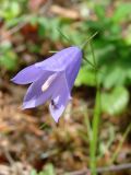 Campanula rotundifolia