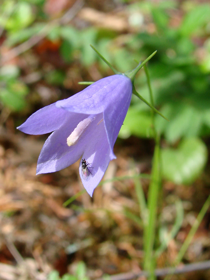 Image of Campanula rotundifolia specimen.