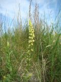 Reseda lutea