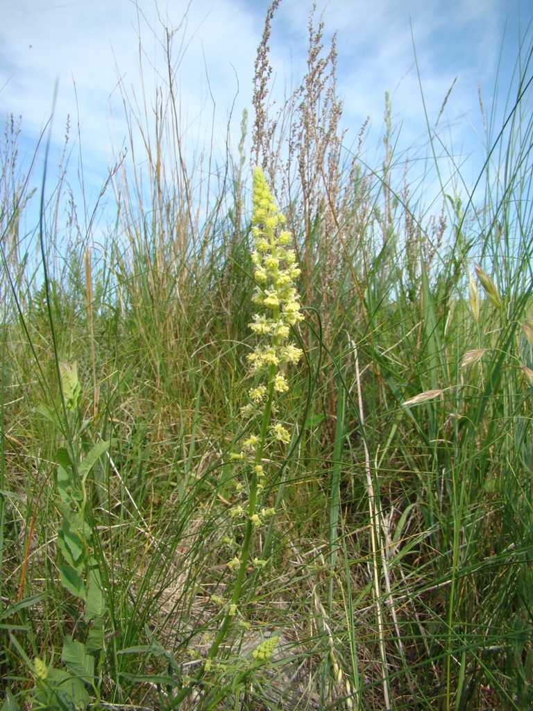 Изображение особи Reseda lutea.