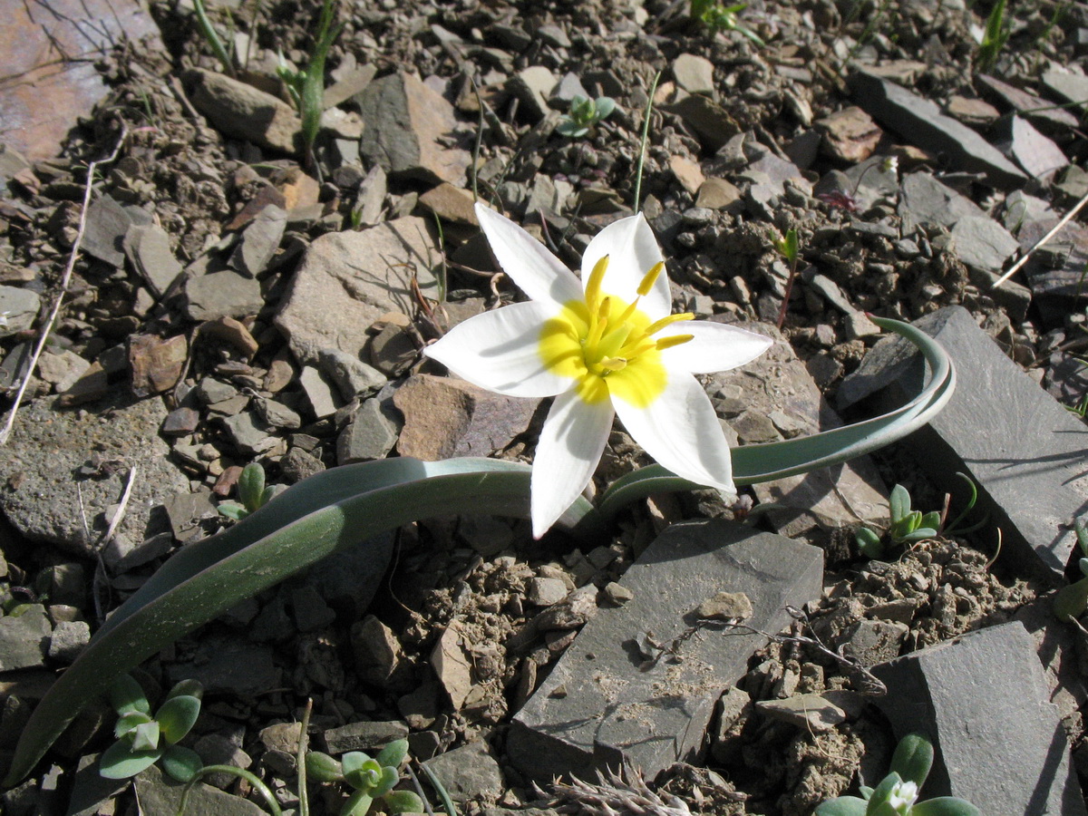 Image of Tulipa orthopoda specimen.