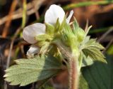 Fragaria orientalis. Верхушка цветущего растения (вид снизу). Приморский край, Уссурийский гор. округ, окр. с. Монакино, широколиственное редколесье. 16.10.2015.