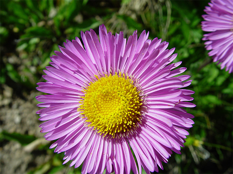 Image of Erigeron venustus specimen.