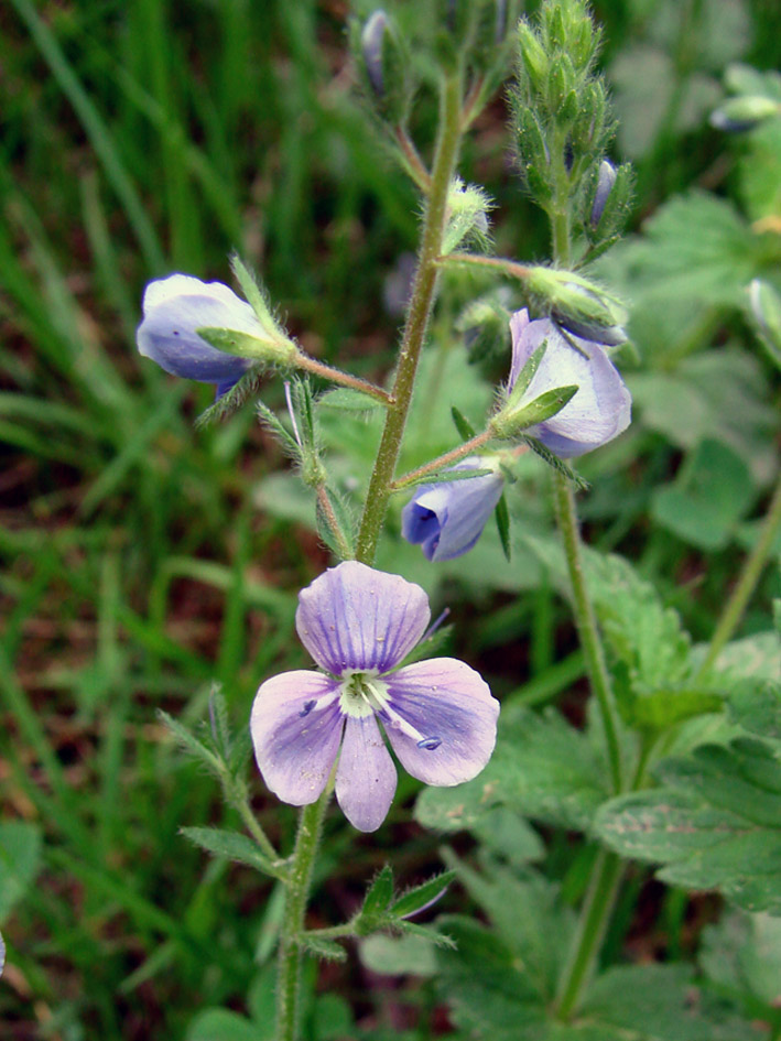 Image of Veronica chamaedrys specimen.