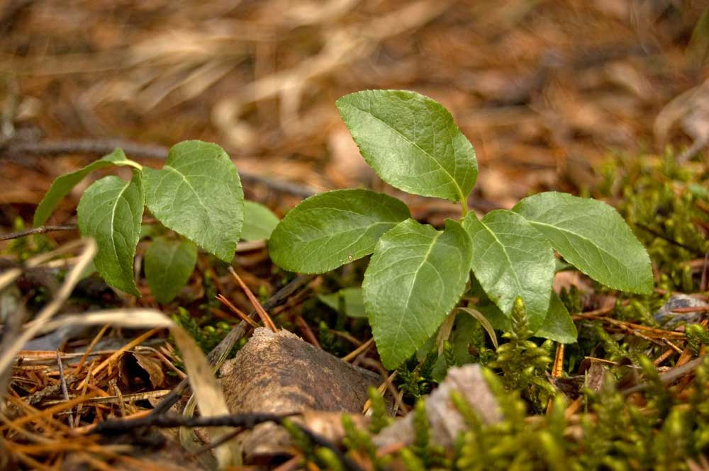 Изображение особи Orthilia secunda.