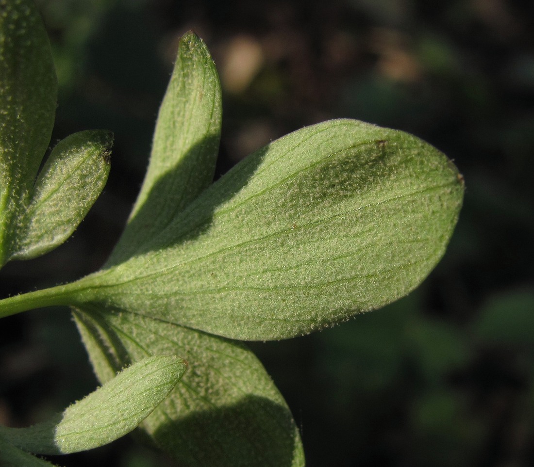 Image of Corydalis marschalliana specimen.