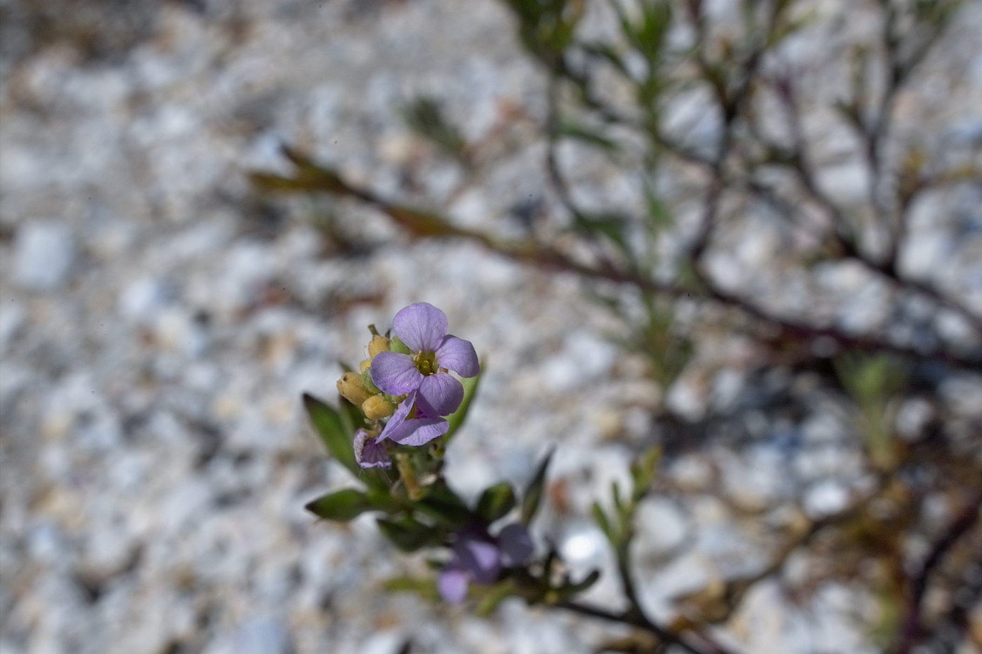 Image of Cakile euxina specimen.