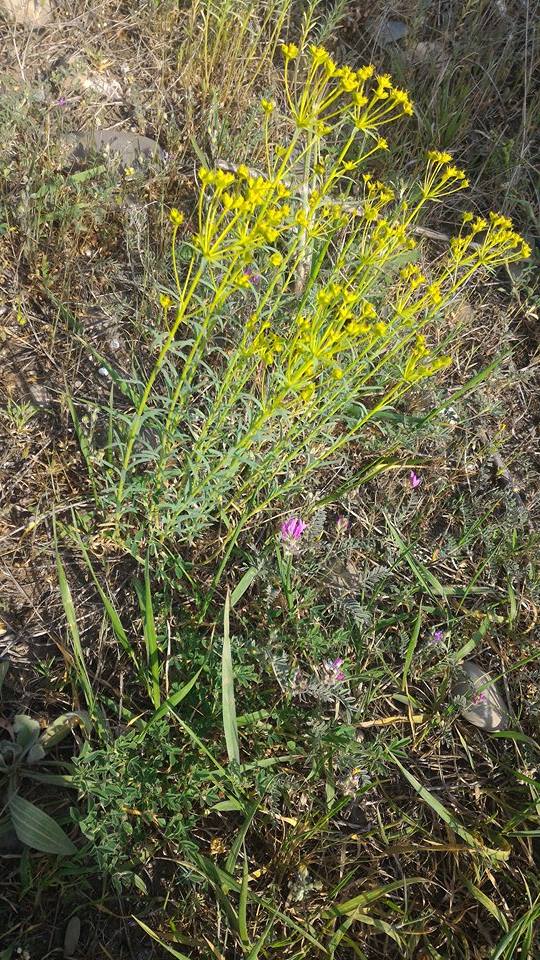 Image of genus Euphorbia specimen.