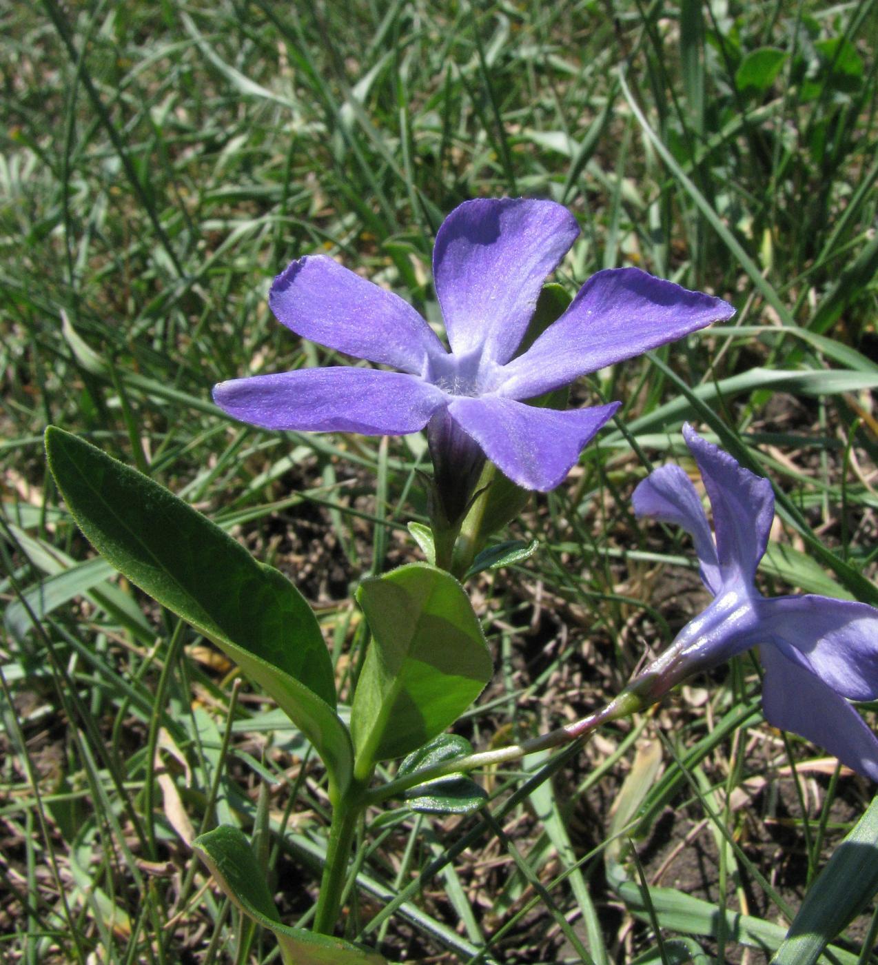 Image of Vinca herbacea specimen.