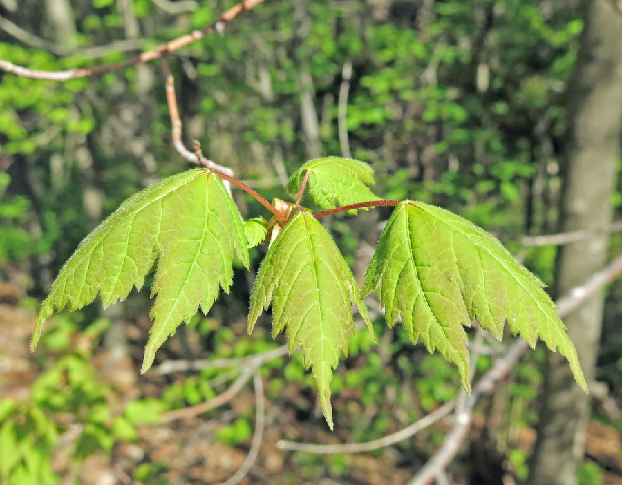 Image of Acer barbinerve specimen.