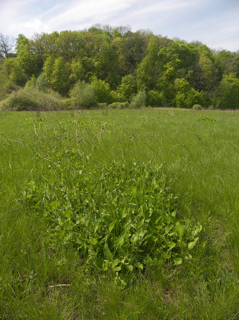 Изображение особи Klasea lycopifolia.