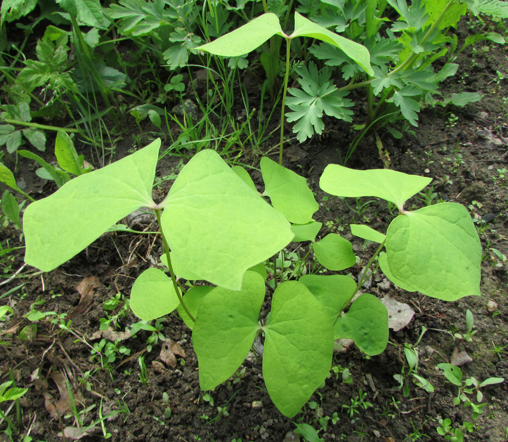 Image of Jeffersonia diphylla specimen.