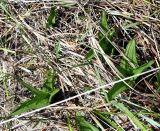 Epipactis palustris. Молодые растения (вид сверху). Украина, Херсонская обл., Голопристанский р-н, о-в Тендровская Коса, северо-западная часть. 26 мая 2007 г.