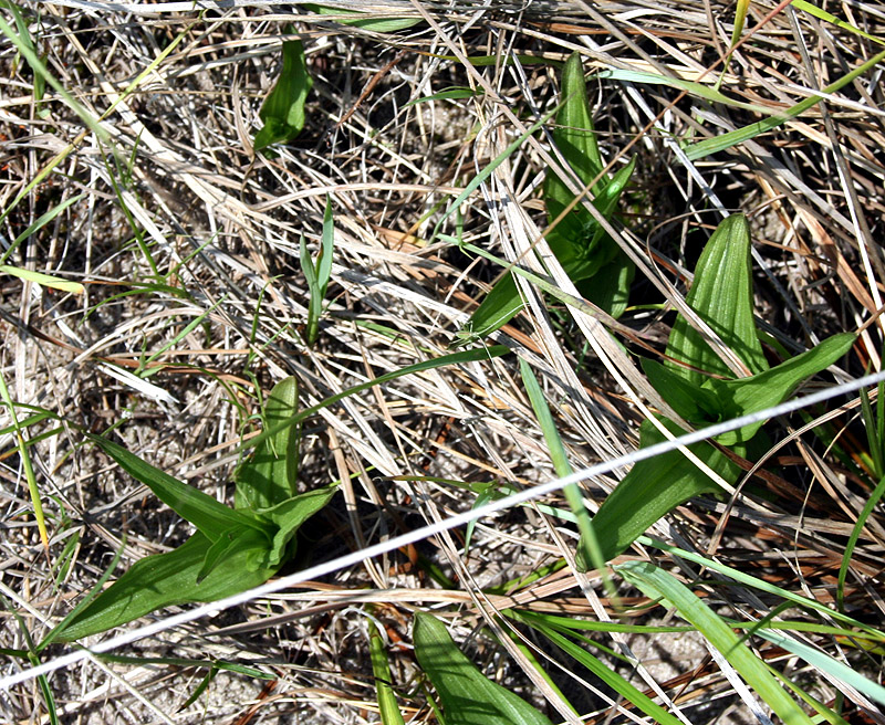 Изображение особи Epipactis palustris.