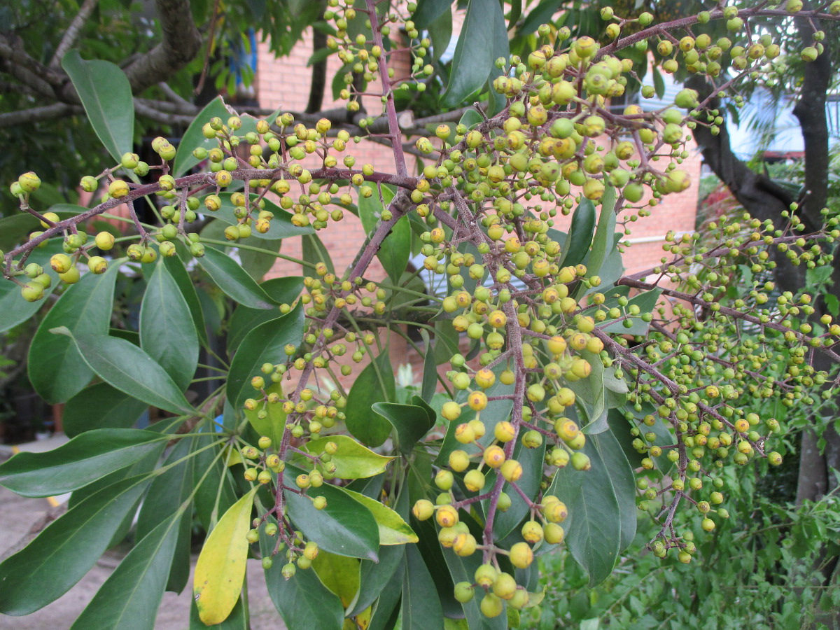 Image of Heptapleurum arboricola specimen.