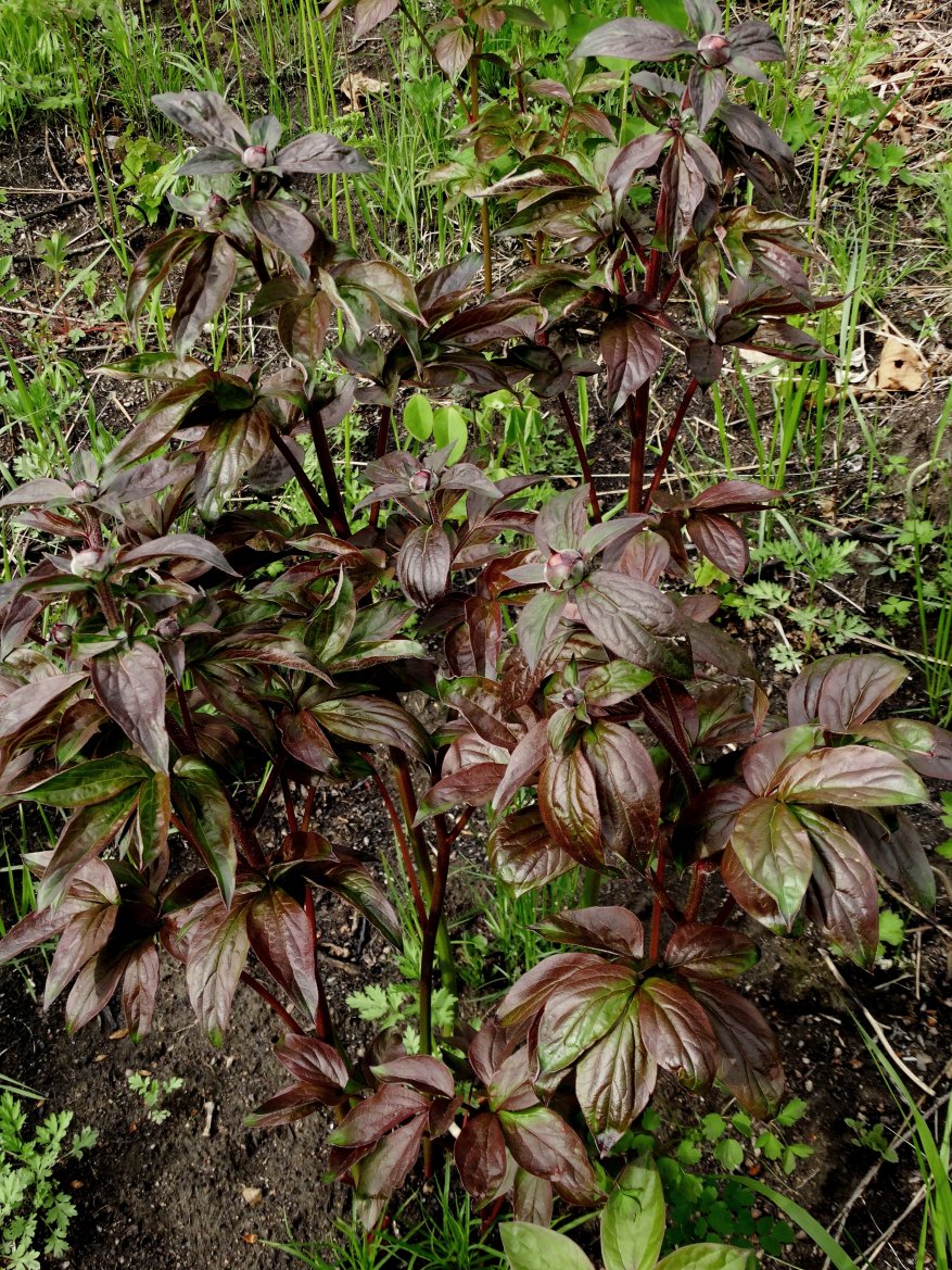 Image of Paeonia lactiflora specimen.