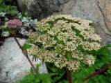 Coelopleurum gmelinii. Соцветие. Приморье, окр. г. Находка, Мыс Гранитный, на скалах. 11.06.2016.