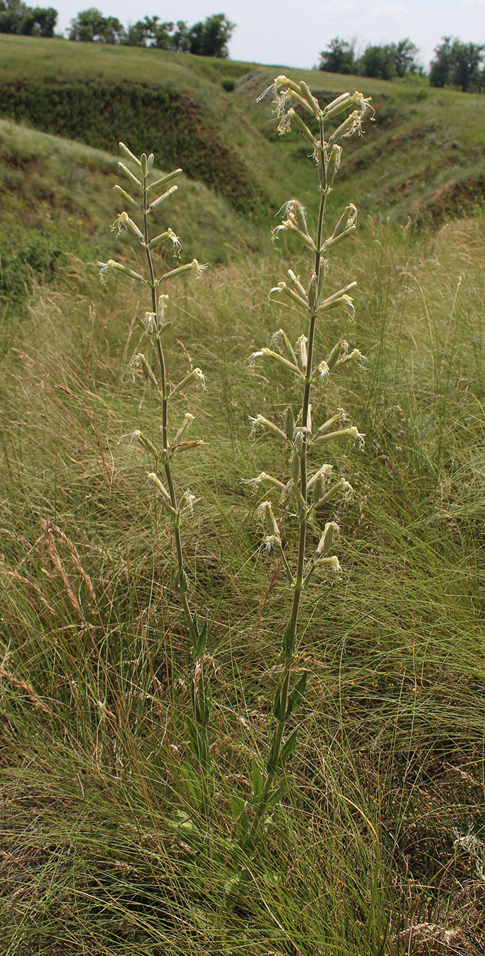 Изображение особи Silene viscosa.