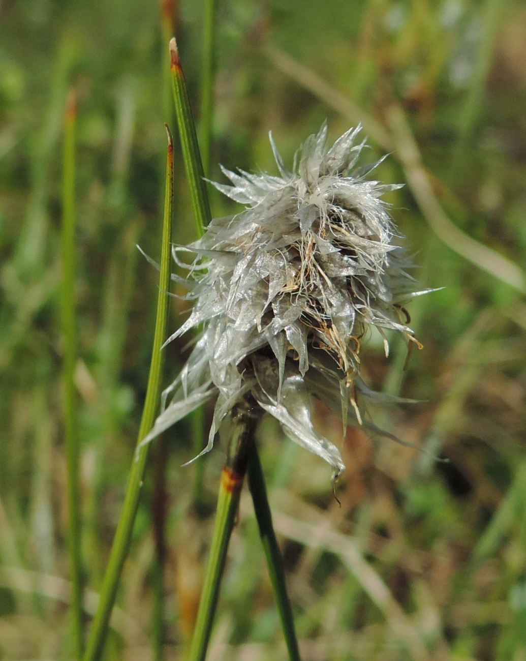 Image of Eriophorum vaginatum specimen.