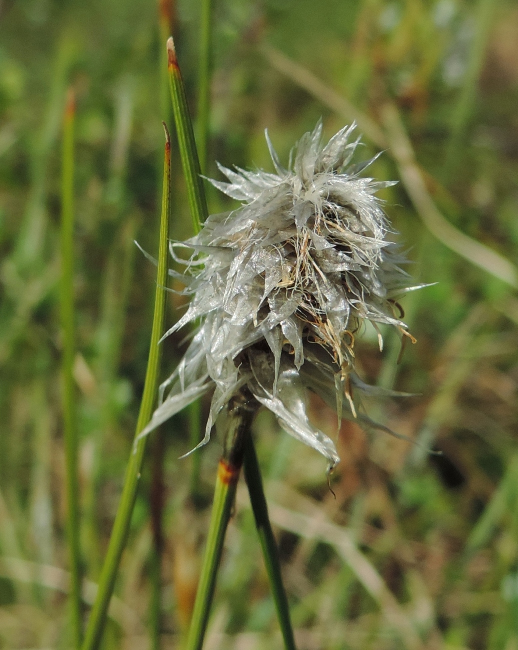 Изображение особи Eriophorum vaginatum.