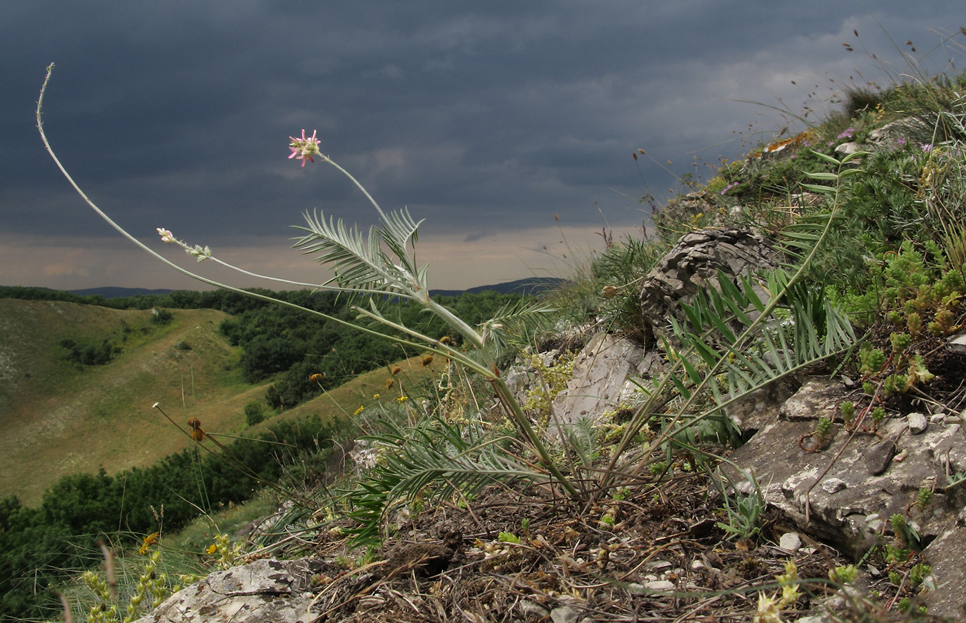 Изображение особи Onobrychis miniata.