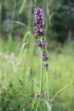 Betonica officinalis. Верхушка цветущего растения. Костромская обл., окр. г. Нерехта, луг. 15.07.2016.