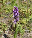 Dactylorhiza sibirica