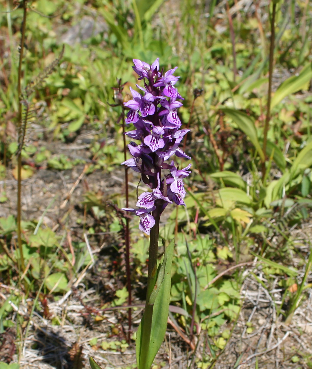 Изображение особи Dactylorhiza sibirica.