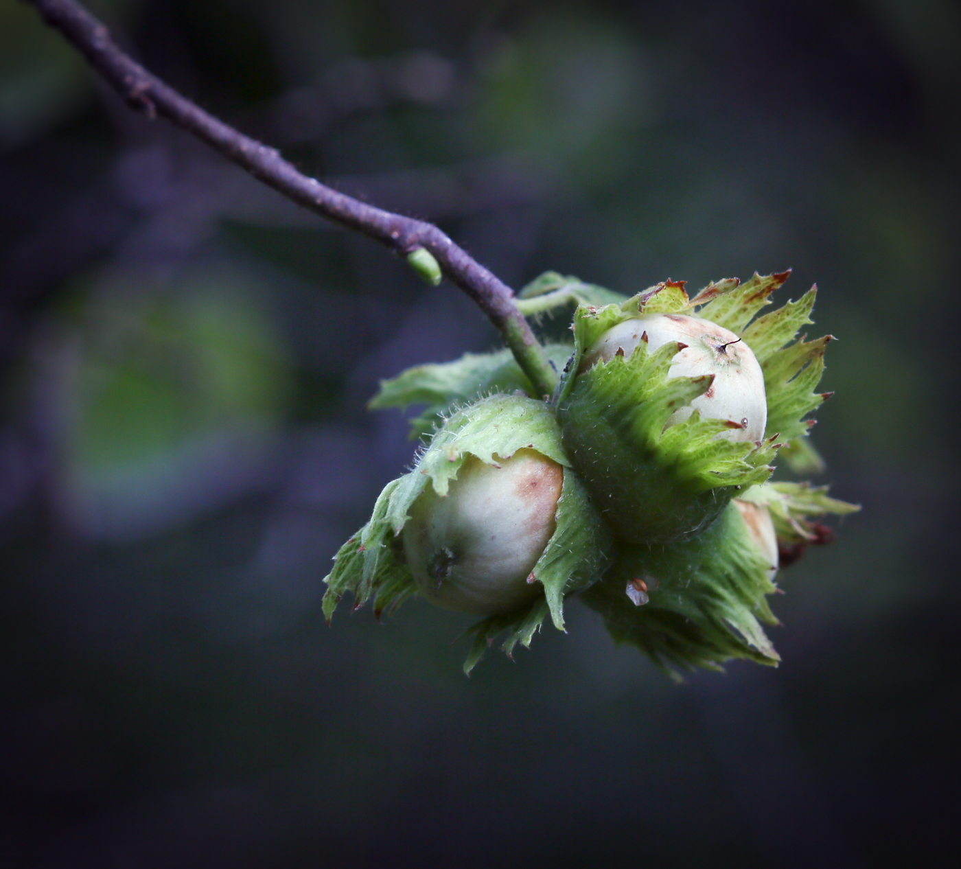 Image of Corylus avellana specimen.