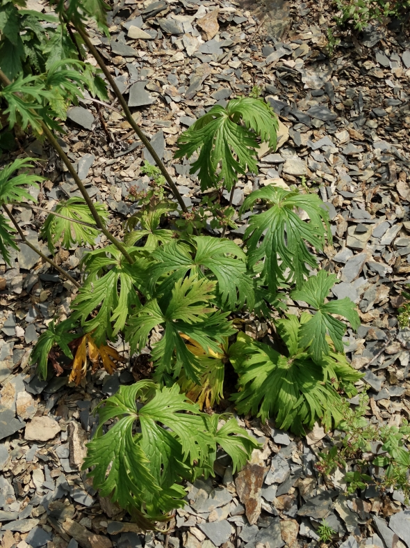 Изображение особи Aconitum kirinense.