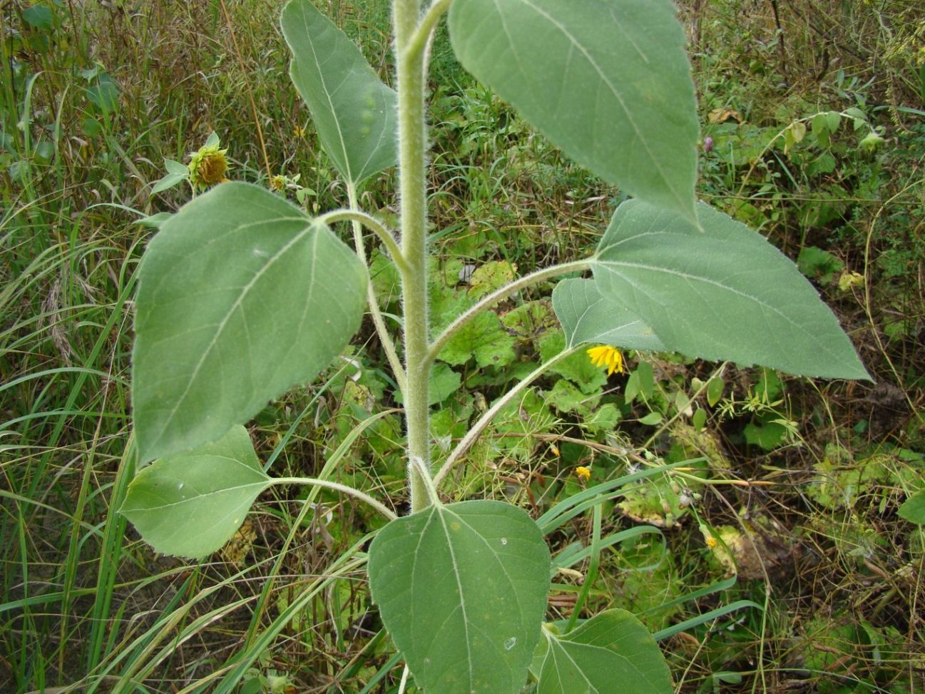 Изображение особи Helianthus annuus.