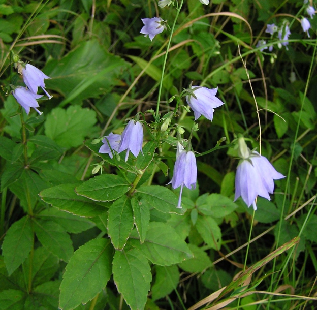 Image of Adenophora pereskiifolia specimen.