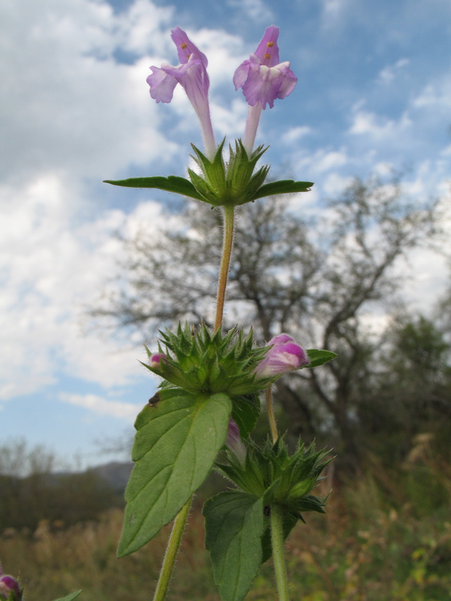 Изображение особи Galeopsis ladanum.