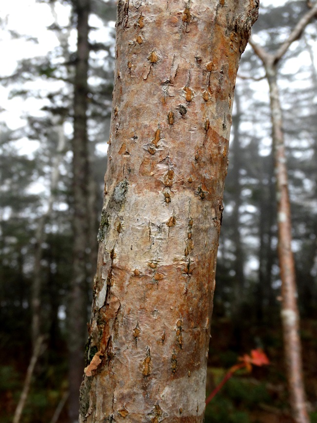 Image of Acer ukurunduense specimen.