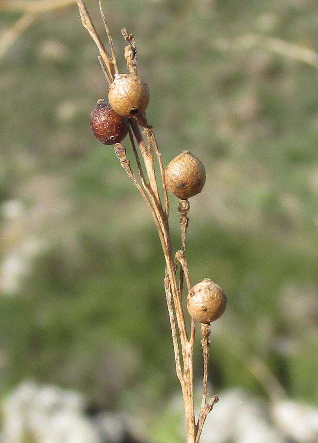 Изображение особи Crambe koktebelica.