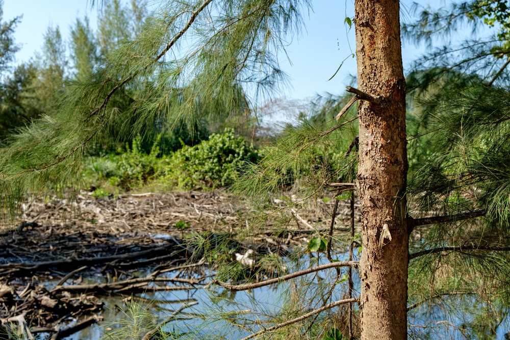 Image of genus Casuarina specimen.