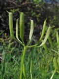 Eranthis longistipitata. Верхушка побега с незрелыми плодиками. Казахстан, Сырдарьинский Каратау, Каратауский заповедник, ур. Казанбулак, берег ручья. 25.04.2013.