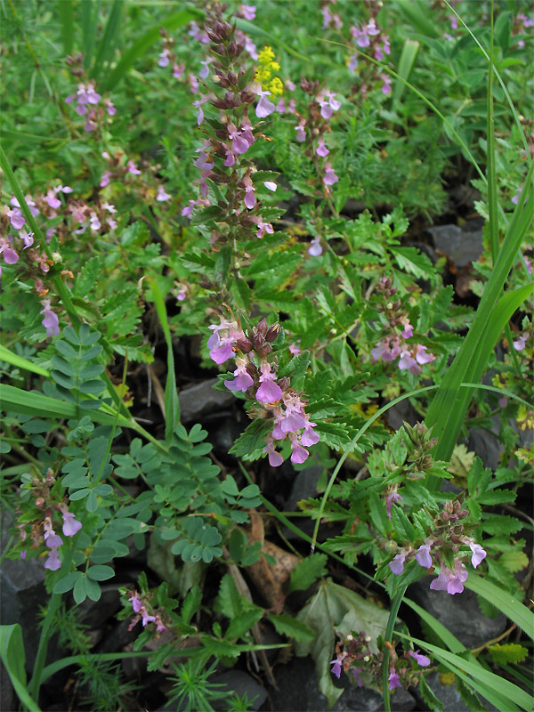 Изображение особи Teucrium chamaedrys.