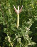 Dianthus elongatus