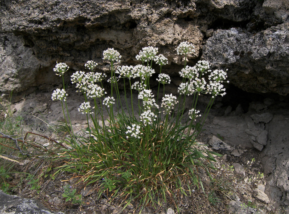 Image of Allium denudatum specimen.