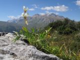 Trifolium polyphyllum