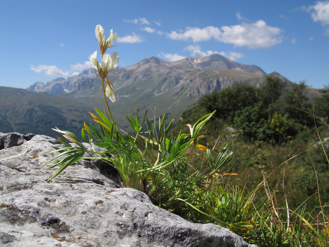 Image of Trifolium polyphyllum specimen.