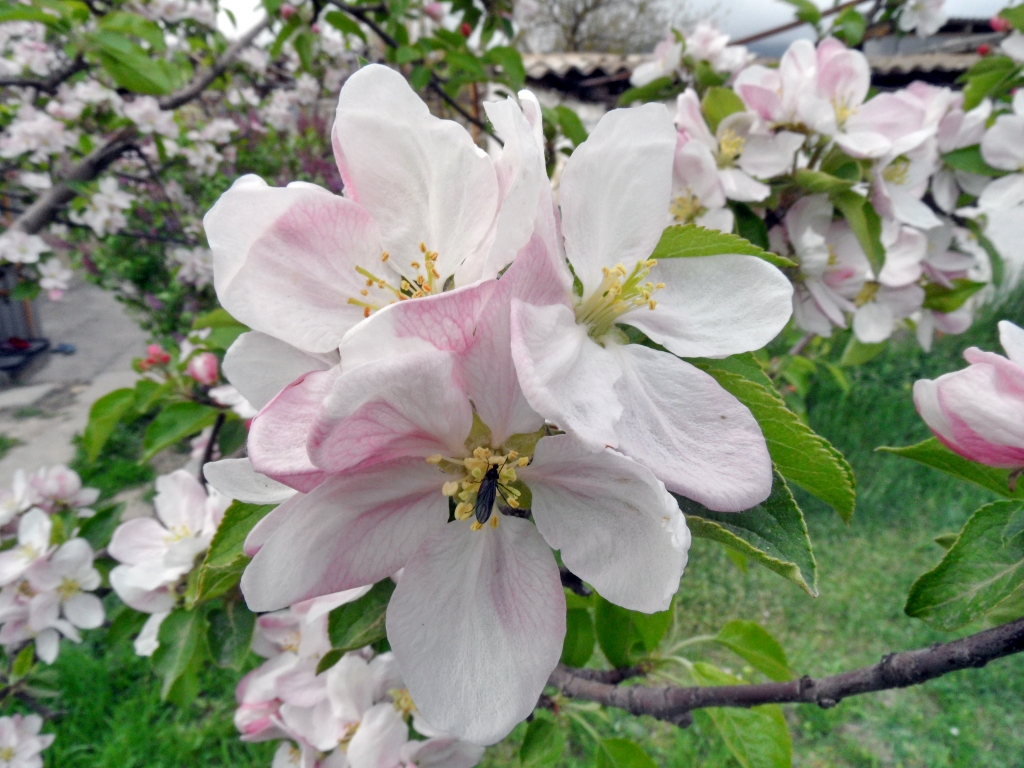 Изображение особи Malus domestica.