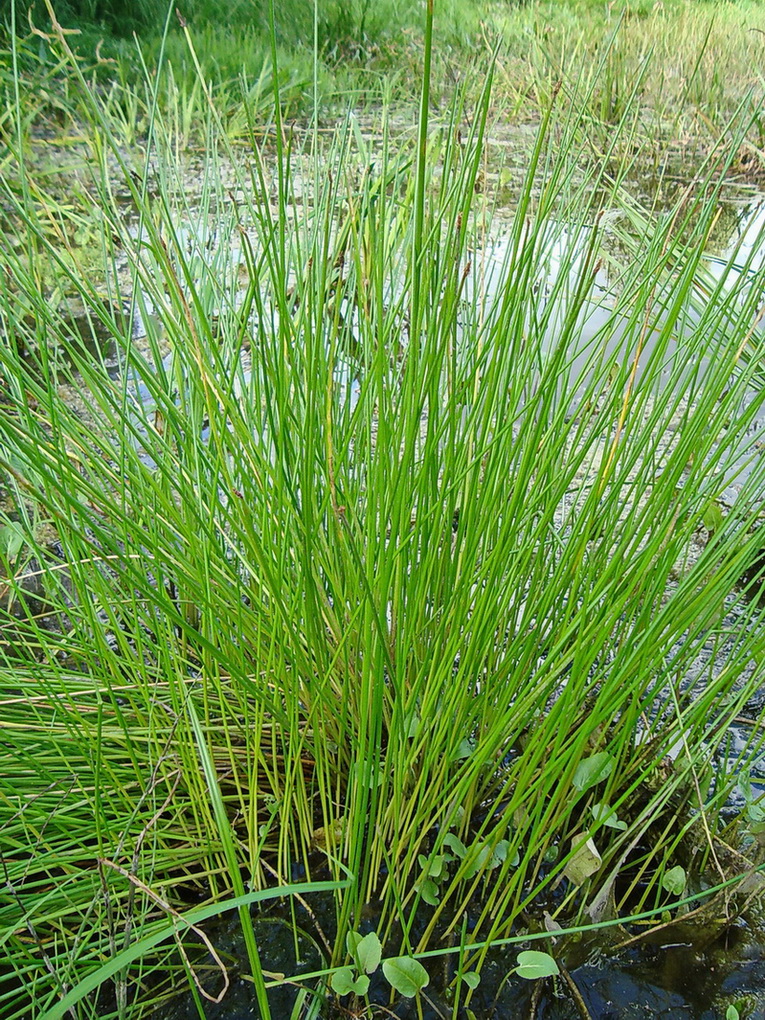 Image of genus Eleocharis specimen.