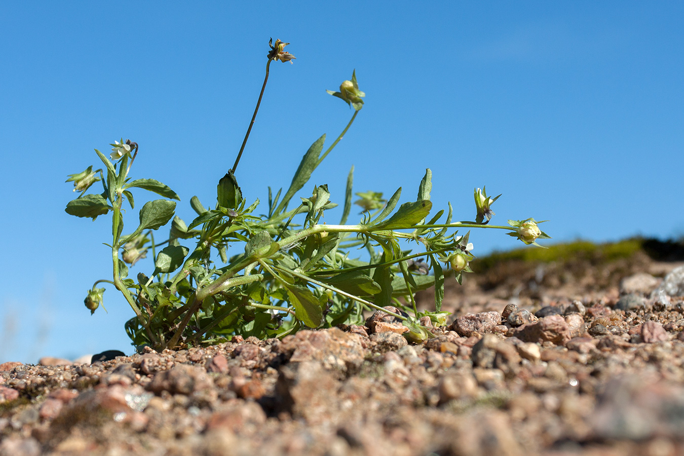 Image of Viola arvensis specimen.