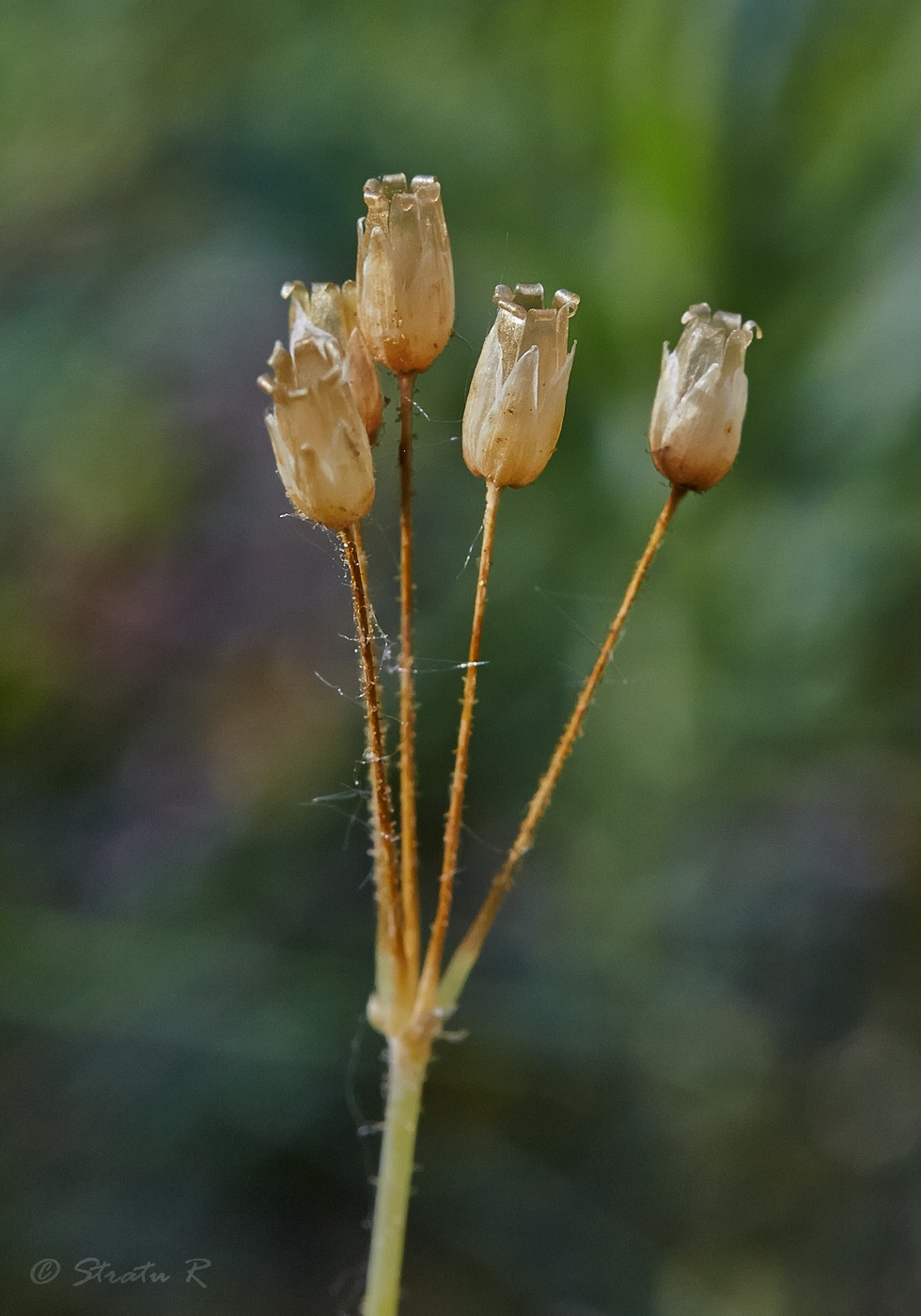 Image of Holosteum umbellatum specimen.