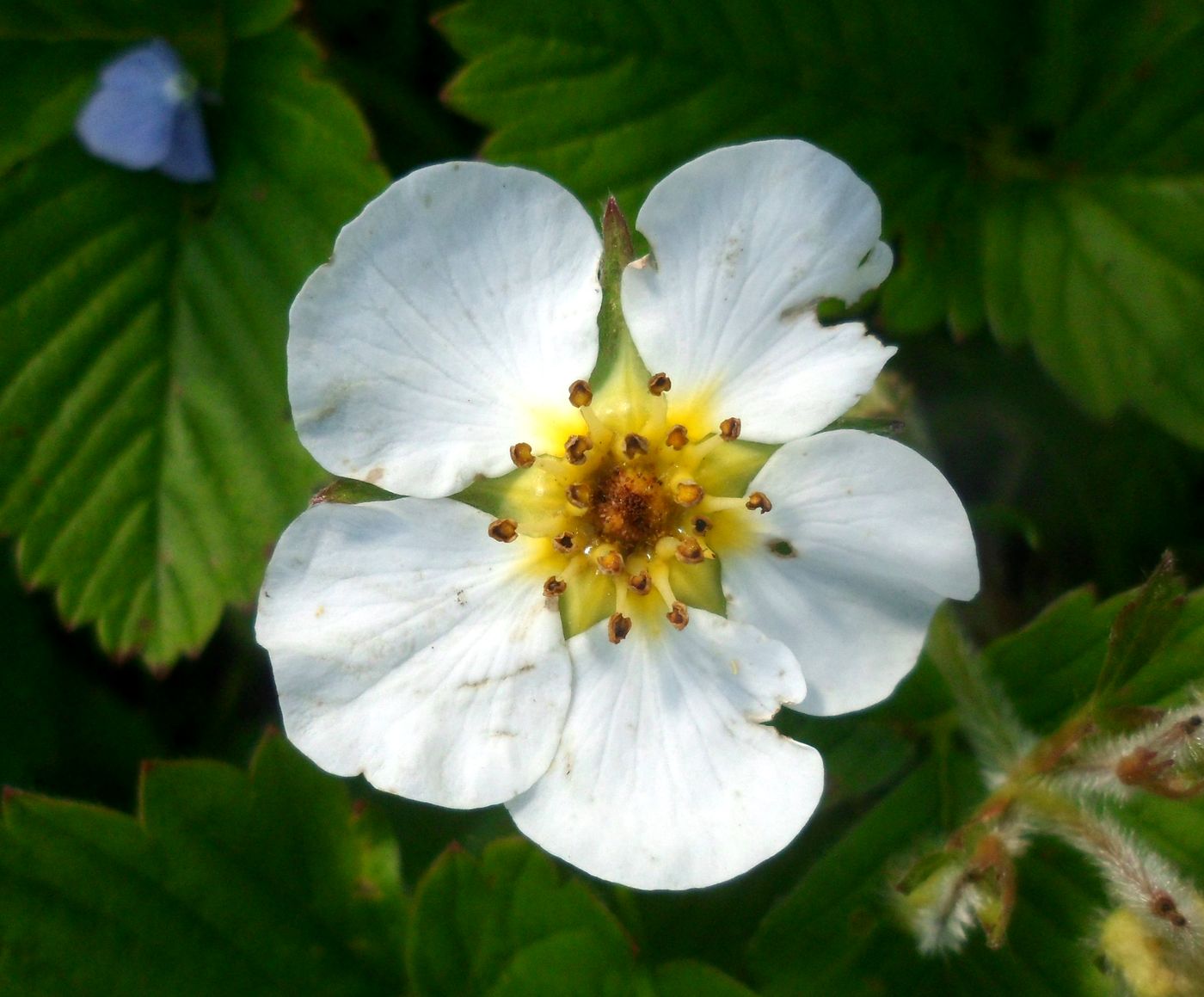 Изображение особи Fragaria moschata.