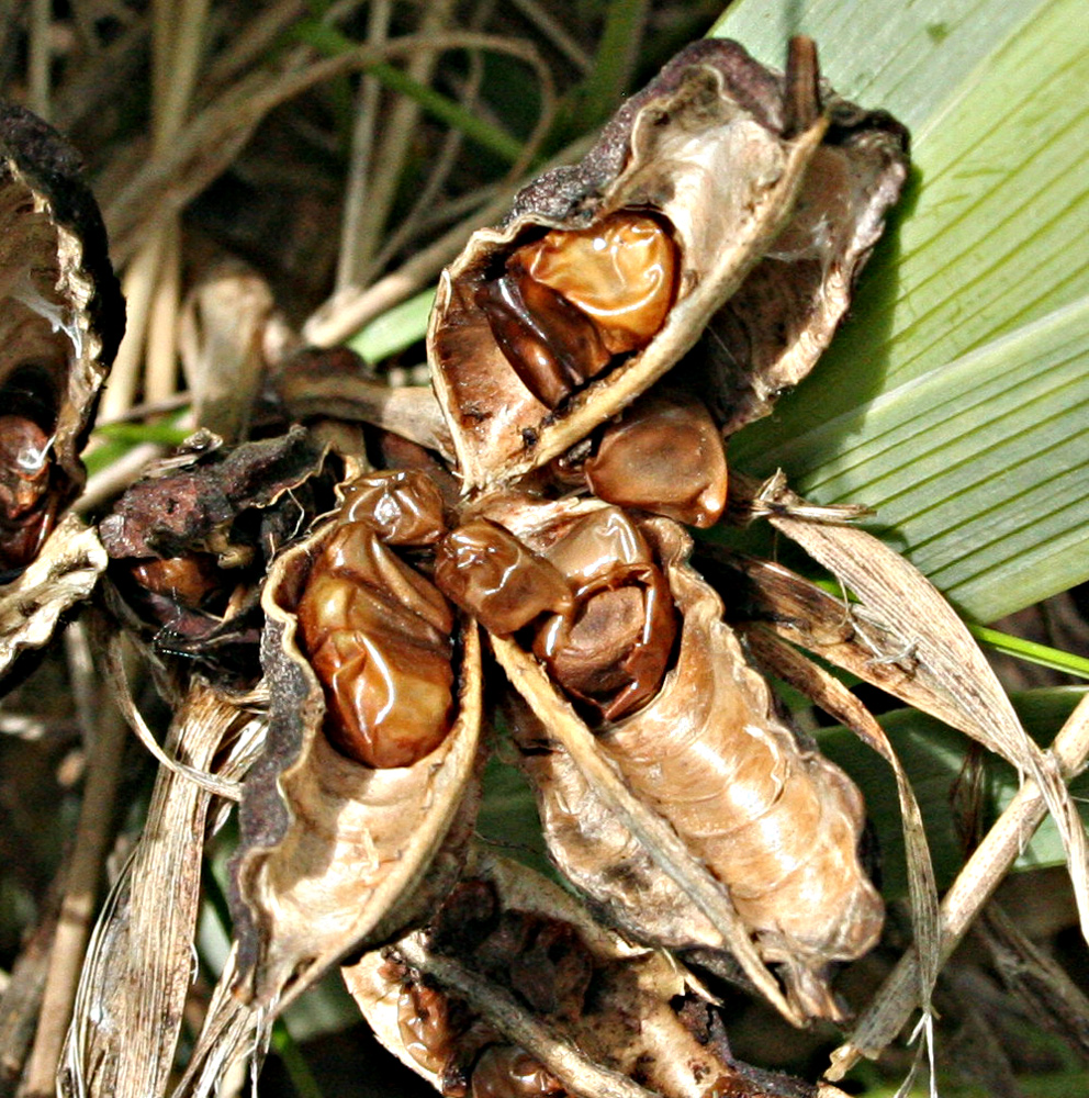 Image of Iris halophila specimen.